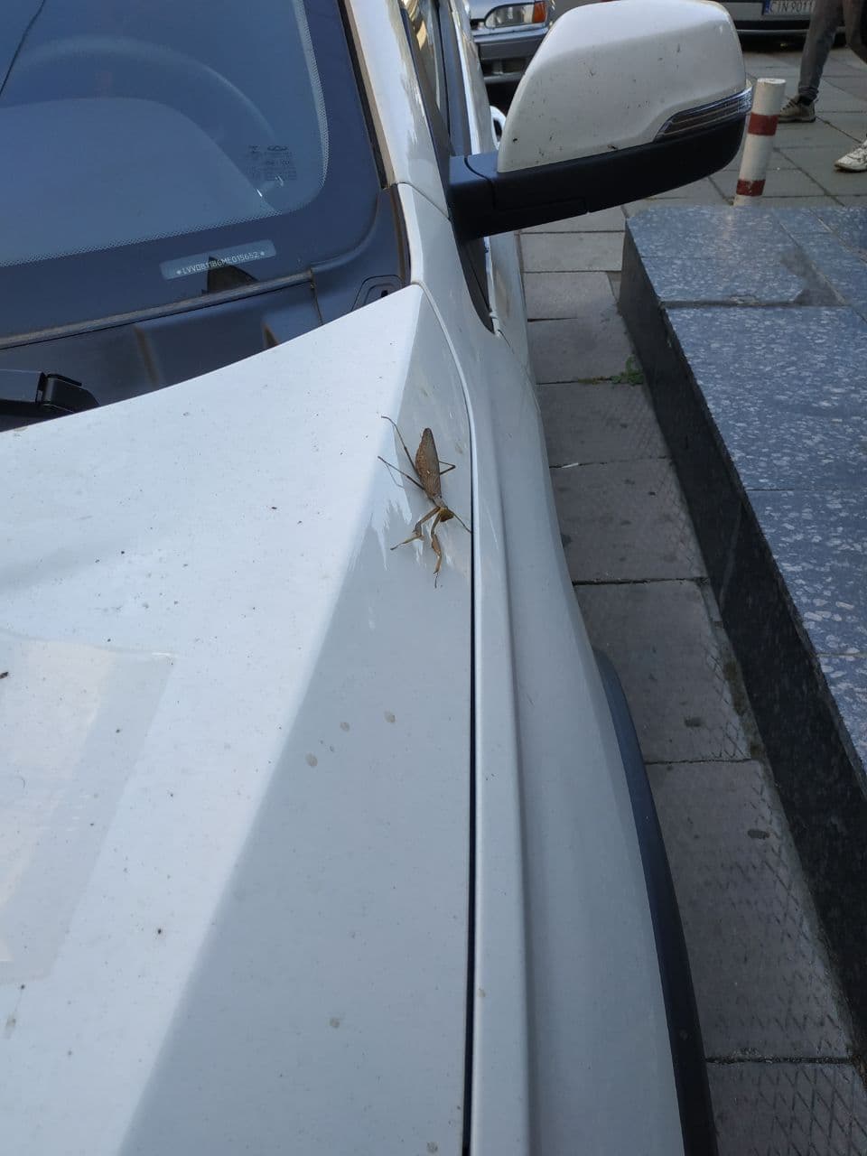 В парке Одессы нашли редкое насекомое из Закавказья (фото)